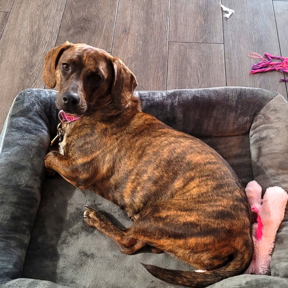 Meet your Posher, Brie! - Picture 9 of 9